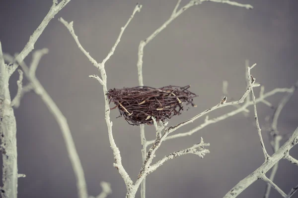 木の上の鳥の巣 — ストック写真