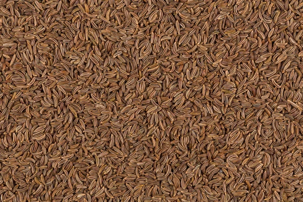 Cerca de semillas de alcaravea — Foto de Stock