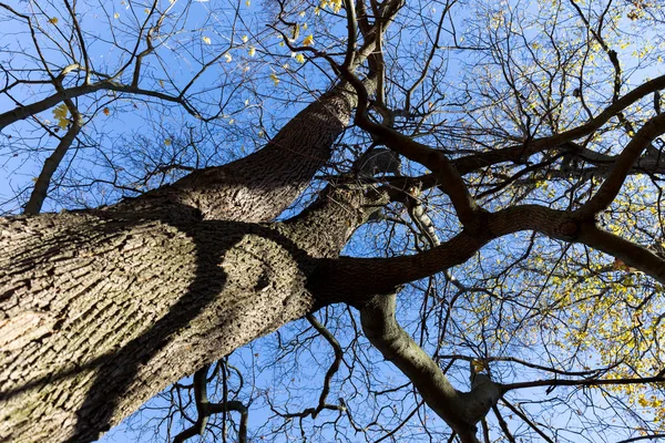 Sen falla träd och blå himmel — Stockfoto