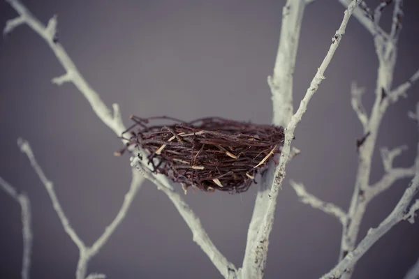 Nid d'oiseau sur un arbre — Photo