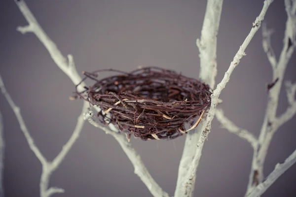 Пташине гніздо на дереві — стокове фото