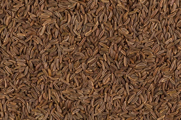 Close up caraway seeds — Stock Photo, Image