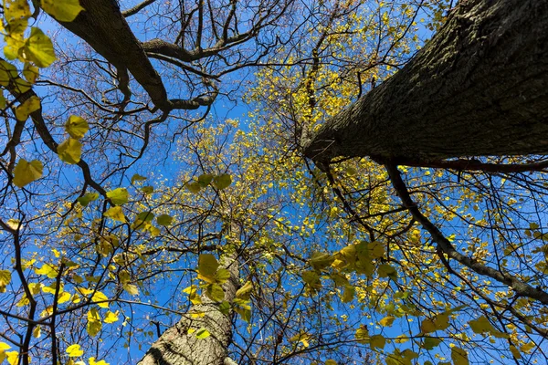 Sent efterår træer og blå himmel - Stock-foto