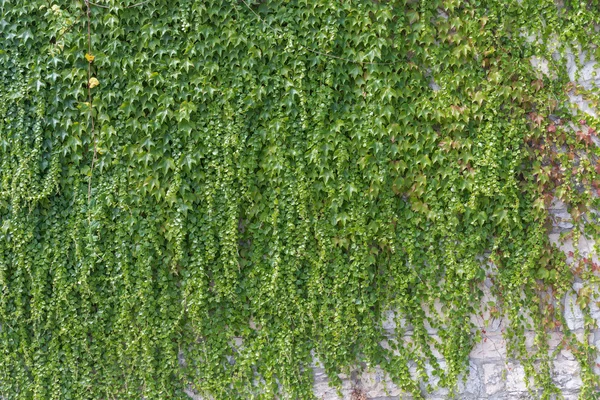 Ivy bladeren op de muur — Stockfoto