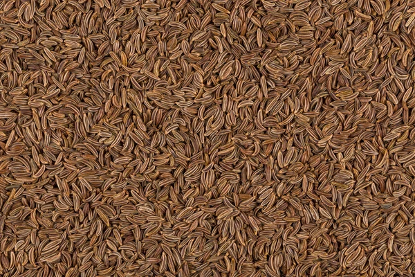 Close-up van karwij zaden — Stockfoto