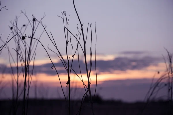 Céu de grama seca ao pôr do sol — Fotografia de Stock