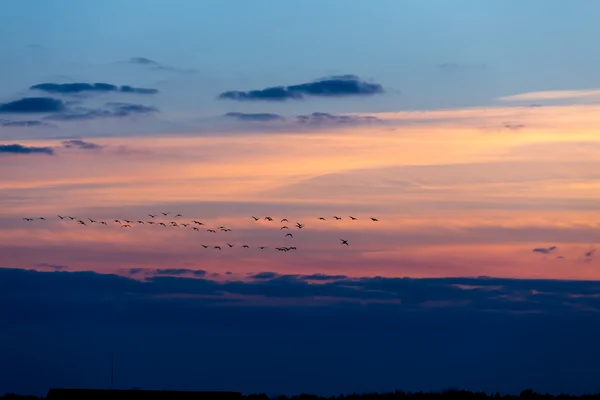 Oiseaux volant au coucher du soleil — Photo