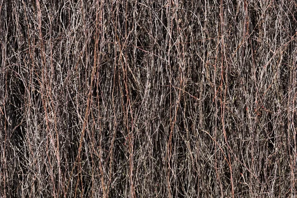 Dried branches on the building wall — Stock Photo, Image