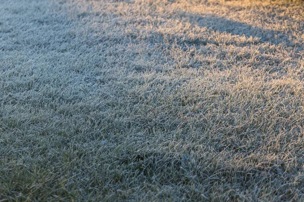 结霜的绿草 — 图库照片