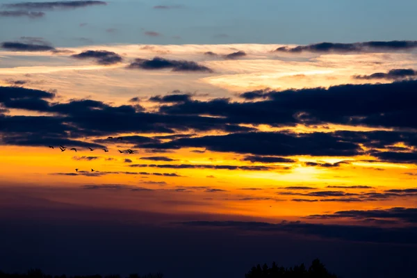 Birds flying in sunset — Stock Photo, Image