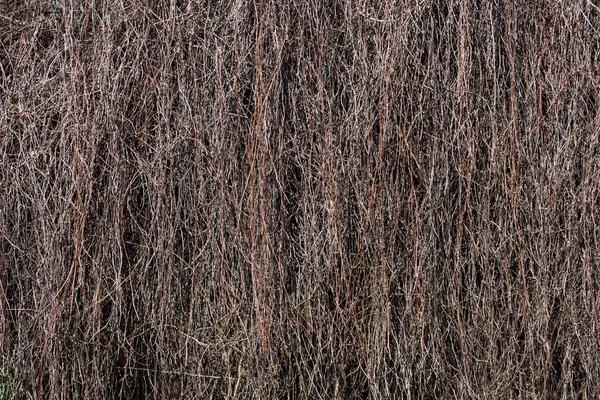 Gedroogde takken op de muur van het gebouw — Stockfoto