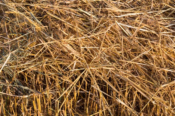 Paja en campos de cultivo — Foto de Stock