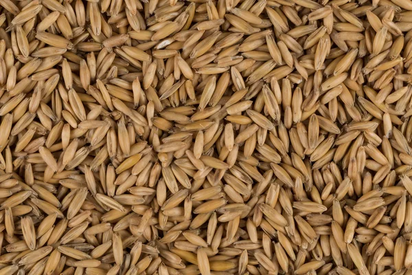 Natural oat grains background, closeup — Stock Photo, Image