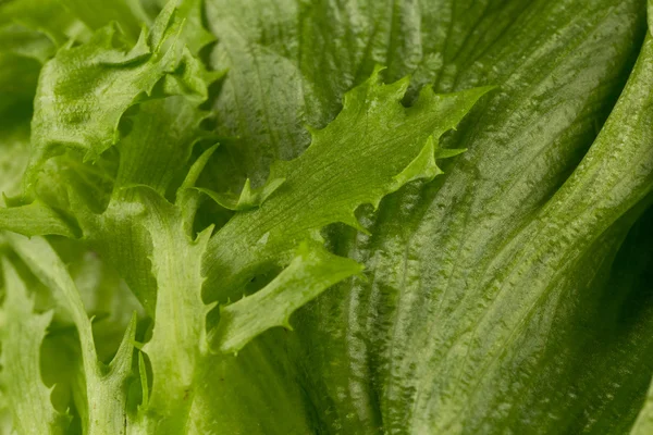 Textura de lechuga fresca —  Fotos de Stock