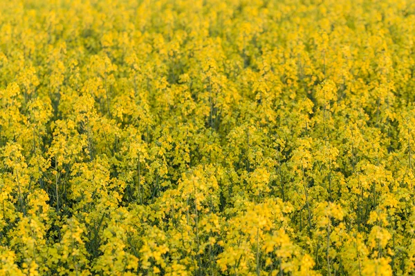 Rapsfelder — Stockfoto