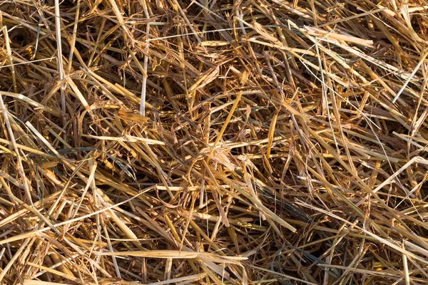 Primo piano del campo agricolo — Foto Stock