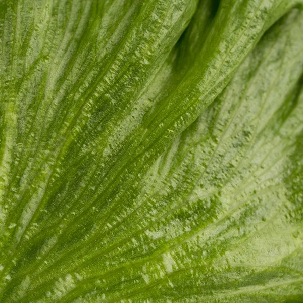 Textura de lechuga fresca —  Fotos de Stock