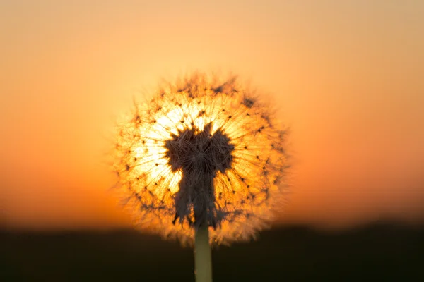 Löwenzahn Auf Der Wiese Bei Einem Roten Sonnenuntergang — Stockfoto