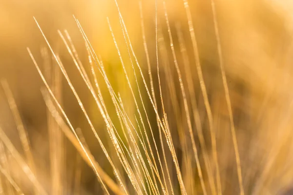 Espiguetas Trigo Luz Sol Campo Trigo Amarelo — Fotografia de Stock