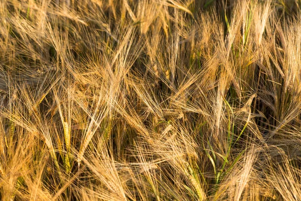 Espigas Centeno Luz Del Sol Campo Trigo Amarillo — Foto de Stock