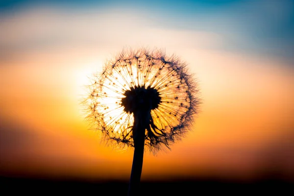 Flor Diente León Fusionada Con Puesta Sol Que Parece Una — Foto de Stock