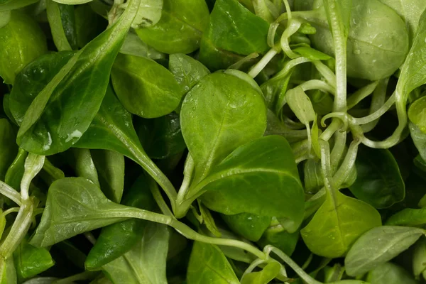 Mache Alface Salada Verde Close Fundo — Fotografia de Stock
