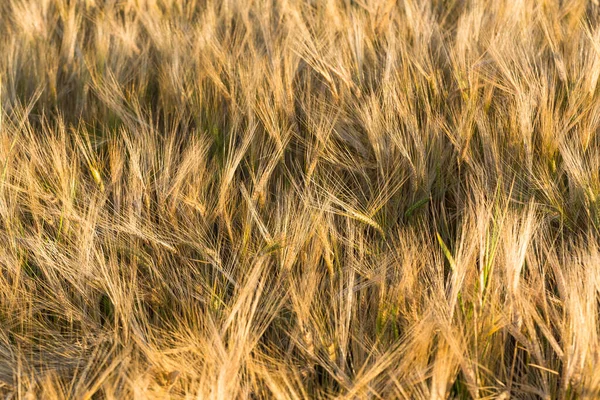 太陽の下でのライ麦の小穂 黄コムギ畑 — ストック写真