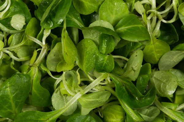 Insalata Verde Lattuga Mache Vicino Sfondo — Foto Stock