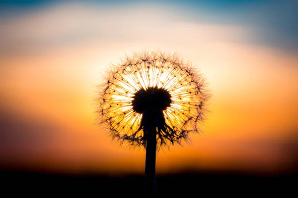 Löwenzahnblüte Verschmolzen Mit Sonnenuntergang Der Wie Eine Glühbirne Aussieht — Stockfoto