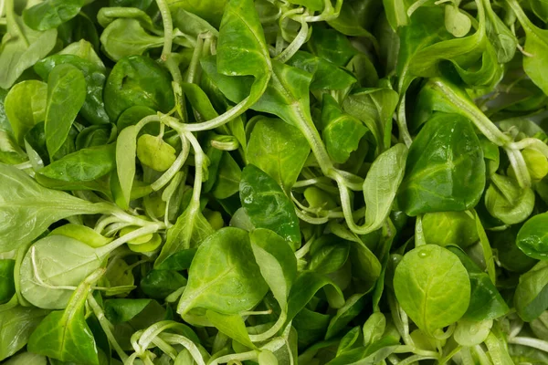 Insalata Verde Lattuga Mache Vicino Sfondo — Foto Stock