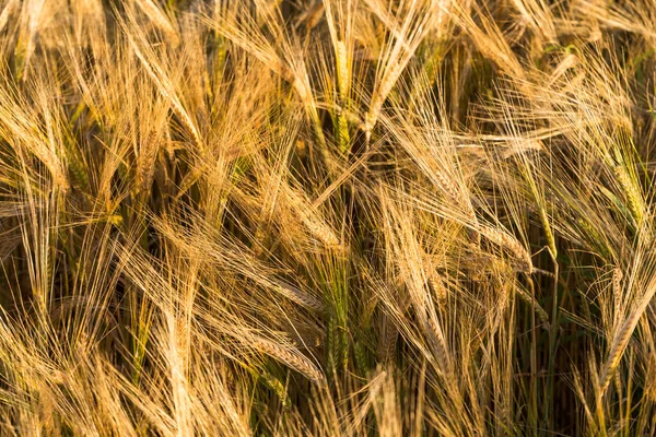 Roggen Stacheln Sonnenlicht Gelbweizenfeld — Stockfoto