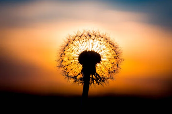 Flor Dente Leão Fundida Com Pôr Sol Parecendo Uma Lâmpada — Fotografia de Stock