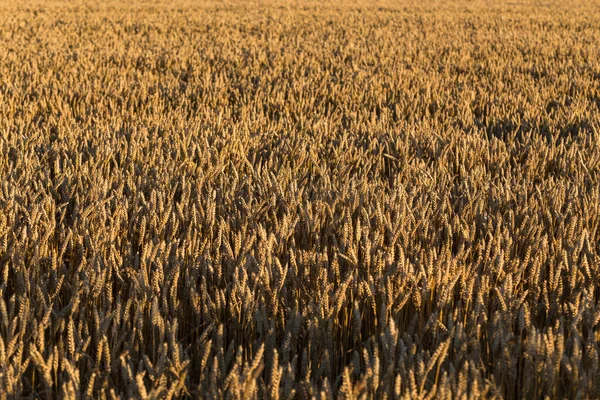 Spille Grano Alla Luce Del Sole Campo Grano Giallo — Foto Stock