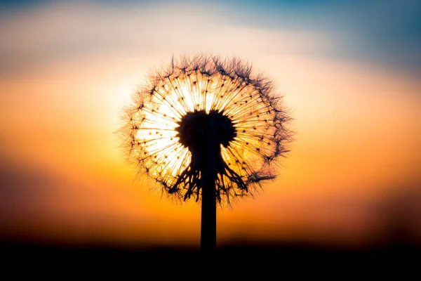 Цветок Одуванчика Слившийся Закатом Похожий Лампочку — стоковое фото