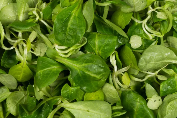 Mache Sallad Grön Sallad Närbild Bakgrund — Stockfoto