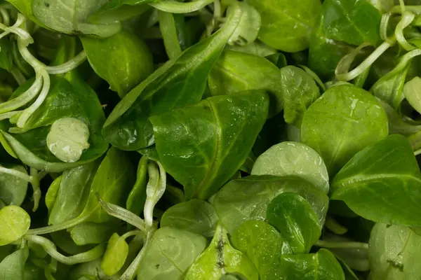 Mache Sallad Grön Sallad Närbild Bakgrund — Stockfoto