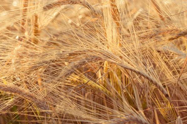 Hintergrund Der Reifenden Ähren Des Gelben Weizenfeldes Sonnenuntergang Bewölkt Orangefarbenen — Stockfoto