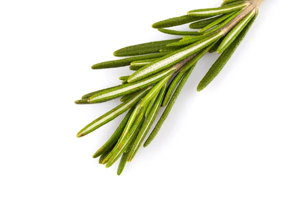 Rosemary Herb Close Isolated White Background — Stock Photo, Image