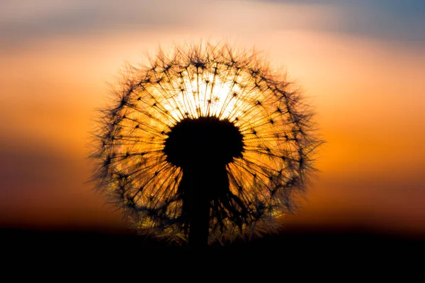 Flor Diente León Fusionada Con Puesta Sol Que Parece Una — Foto de Stock