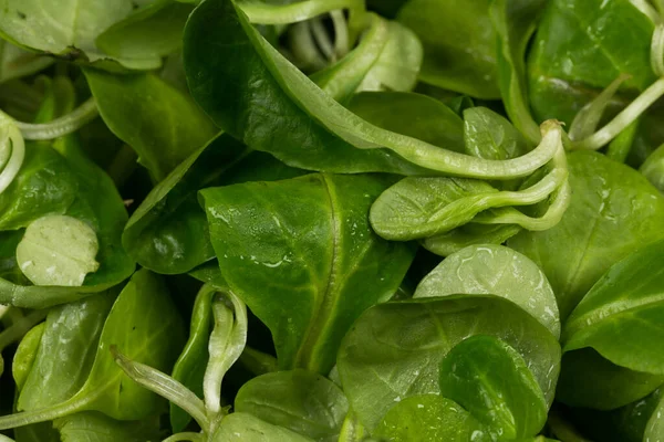 Insalata Verde Lattuga Mache Vicino Sfondo — Foto Stock