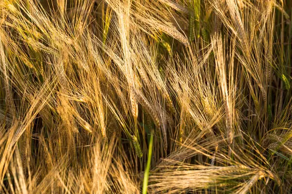 太陽の下でのライ麦の小穂 黄コムギ畑 — ストック写真