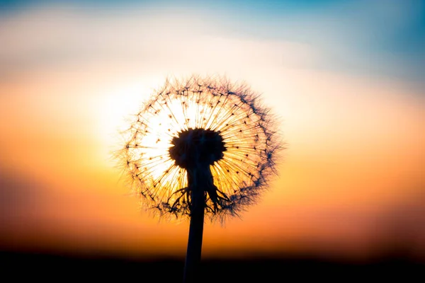 Flor Dente Leão Fundida Com Pôr Sol Parecendo Uma Lâmpada — Fotografia de Stock