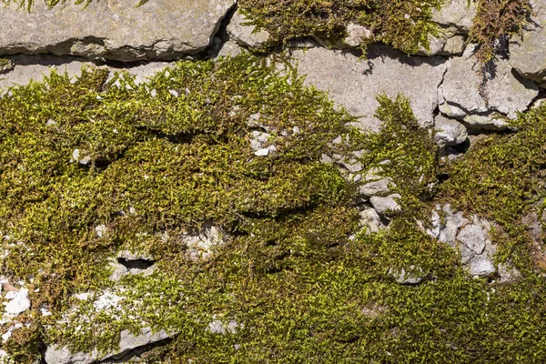 Achtergrond Van Oude Stenen Muurtextuur Met Mos — Stockfoto