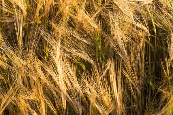 Roggen Stacheln Sonnenlicht Gelbweizenfeld — Stockfoto