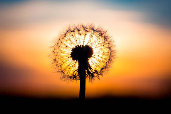 Flor Diente León Fusionada Con Puesta Sol Que Parece Una — Foto de Stock