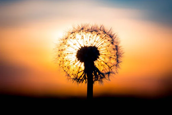 Flor Dente Leão Fundida Com Pôr Sol Parecendo Uma Lâmpada — Fotografia de Stock