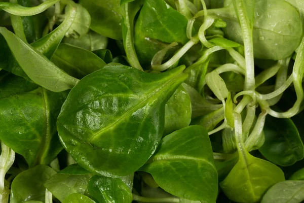 Mache Alface Salada Verde Close Fundo — Fotografia de Stock