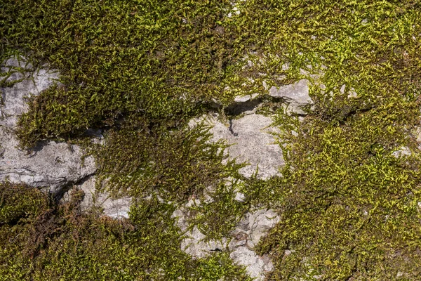 Background Old Stone Wall Texture Moss — Stock Photo, Image
