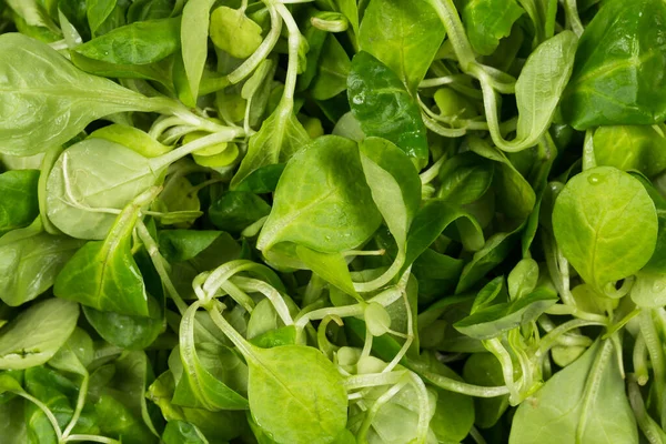 Mache Lechuga Ensalada Verde Primer Plano Fondo — Foto de Stock