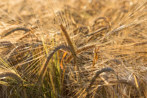 Pozadí Zralých Uší Žlutého Pšeničného Pole Pozadí Oblačné Oranžové Oblohy — Stock fotografie